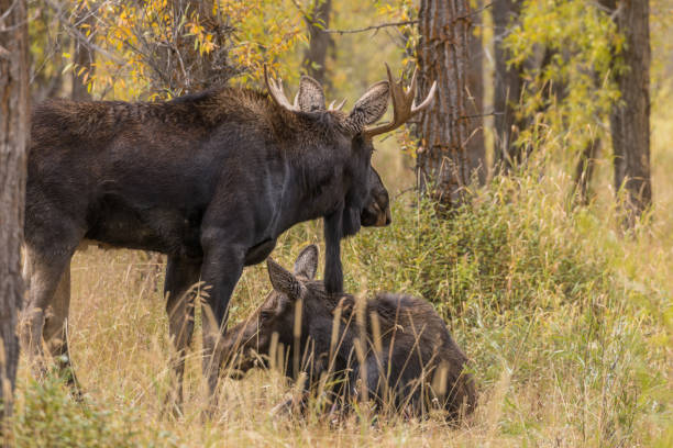 istock Shiras Moose Bull and Cow in Rut 873260174