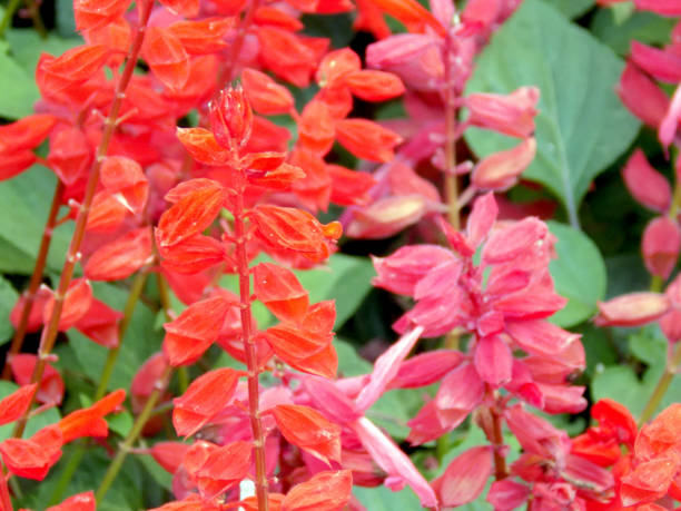 istock Various colors of Scarlet sage flowers 873264836