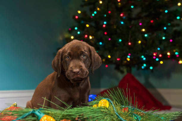istock A Chocolate Labrador puppy sitting among the Christmas decorations - 8 weeks old 873267458