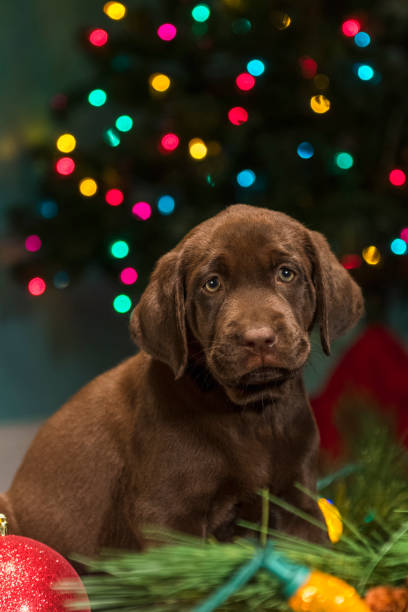 istock A Chocolate Labrador puppy sitting among the Christmas decorations - 8 weeks old 873267500