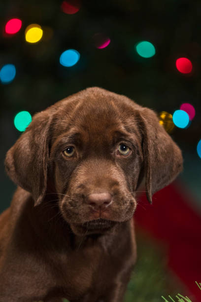 istock A Chocolate Labrador puppy sitting among the Christmas decorations - 8 weeks old 873267546