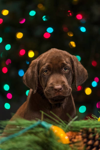 istock A Chocolate Labrador puppy sitting among the Christmas decorations - 8 weeks old 873267578