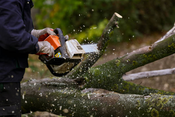 Chainsaw in action Cutting of the branch with a chainsaw chainsaw photos stock pictures, royalty-free photos & images