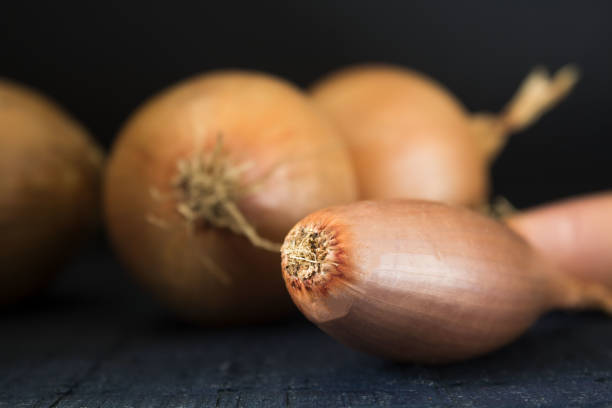 istock a fresh whole onion isolated on the black background 873270952