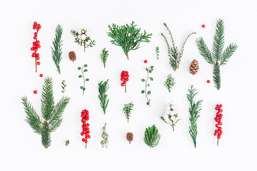 Christmas composition. Pattern made of christmas tree branches and red berries on white background. Flat lay, top view
