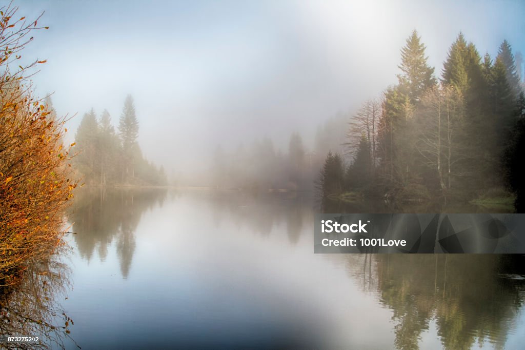 Matin brumeux à l’étang de la forêt - Photo de Brouillard libre de droits