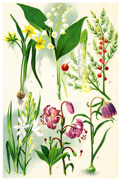 Medicinal and Herbal Plants Antique illustration of a Medicinal and Herbal Plants. lily of the valley antique botanical engraving stock illustrations