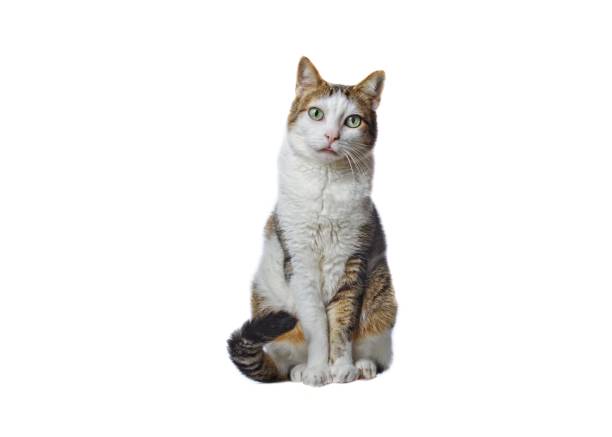 Sitting cat isolated on white