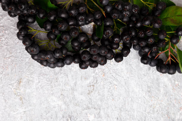 istock Chokeberry on grey background. Aronia berry with leaf. Top view. Copy space. 873279126