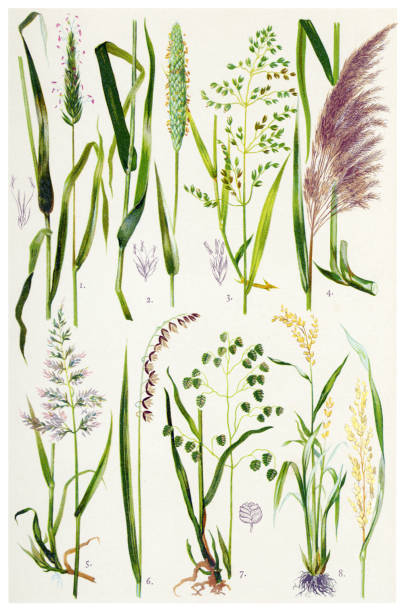 ilustraciones, imágenes clip art, dibujos animados e iconos de stock de plantas medicinales y hierbas - sweet grass