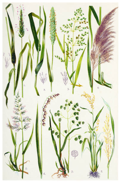 Antique illustration of a Medicinal and Herbal Plants. 