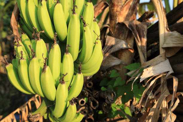 istock Banana tree with a bunch of bananas growing on it 873283592