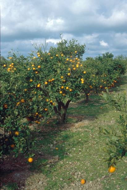 Orange plantation