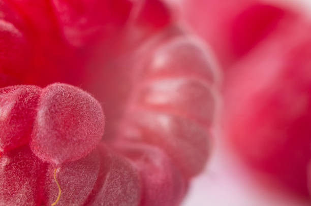 istock raspberries on a white saucer close up, macro photo 873287162