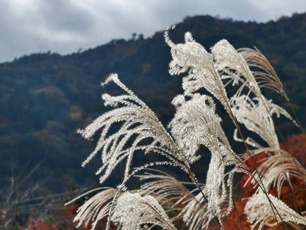 istock Grass flower under sunshine and mountain background in Japan 873289658