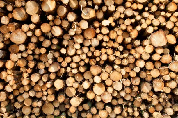 Photo of Timber background
