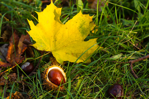autumn leaves and chestnuts in green grass, close up