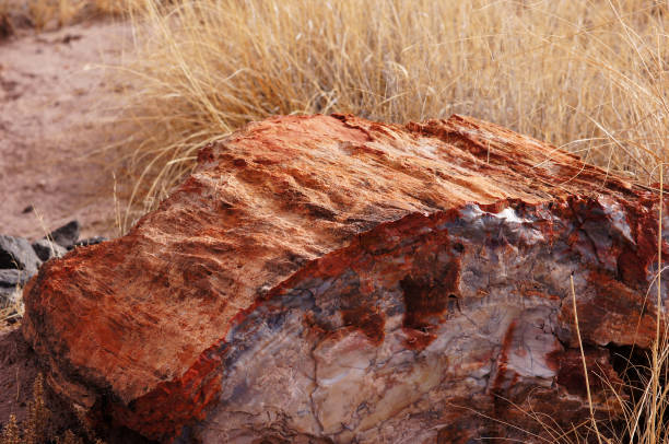 istock Petrified-Forest-National-Park, Arizona, USA 873308772