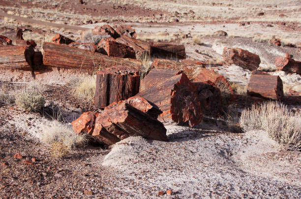 istock Petrified-Forest-National-Park, Arizona, USA 873308932