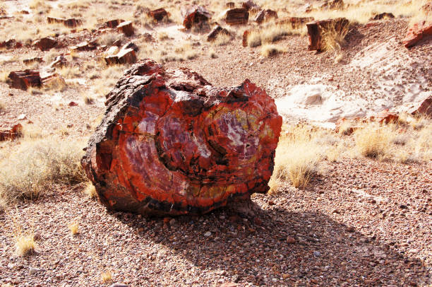 istock Petrified-Forest-National-Park, Arizona, USA 873309284