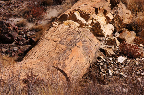 istock Petrified-Forest-National-Park, Arizona, USA 873309312
