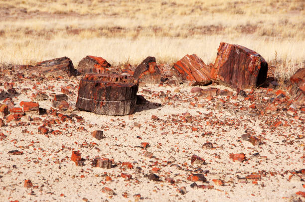 istock Petrified-Forest-National-Park, Arizona, USA 873309356