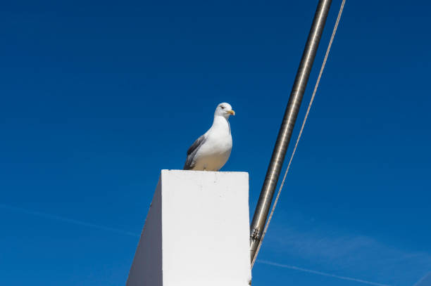 istock lagos, Algarve, Portugal 873309366