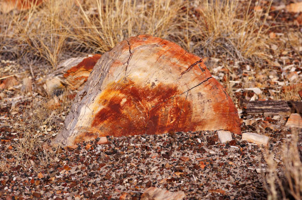istock Petrified-Forest-National-Park, Arizona, USA 873309494