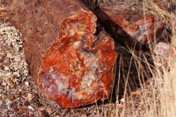 istock Petrified-Forest-National-Park, Arizona, USA 873309516