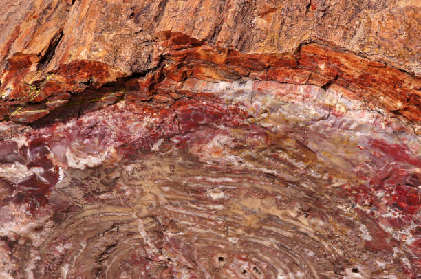 istock Petrified-Forest-National-Park, Arizona, USA 873309674