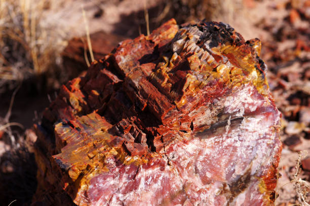 istock Petrified-Forest-National-Park, Arizona, USA 873309722