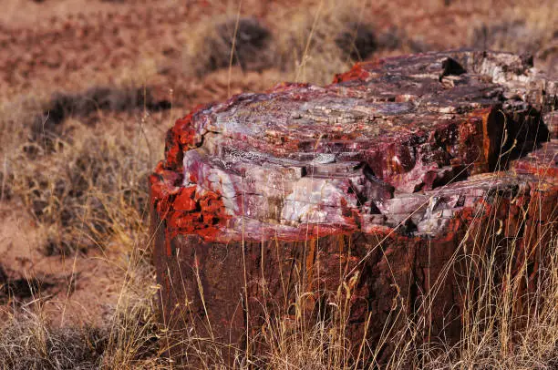 Petrified Forest National Park is a United States national park in Navajo and Apache counties in northeastern Arizona.