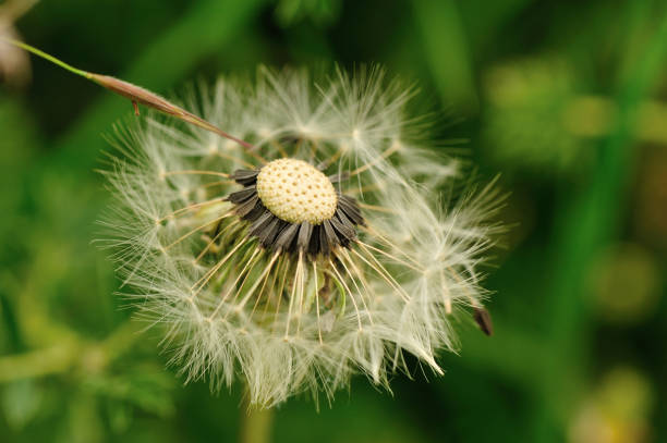 istock Beautiful Dandelion flower ready for fly away 873310080