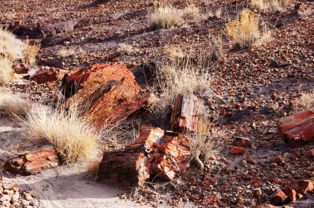 istock Petrified-Forest-National-Park, Arizona, USA 873310344