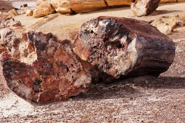 Petrified Forest National Park is a United States national park in Navajo and Apache counties in northeastern Arizona.