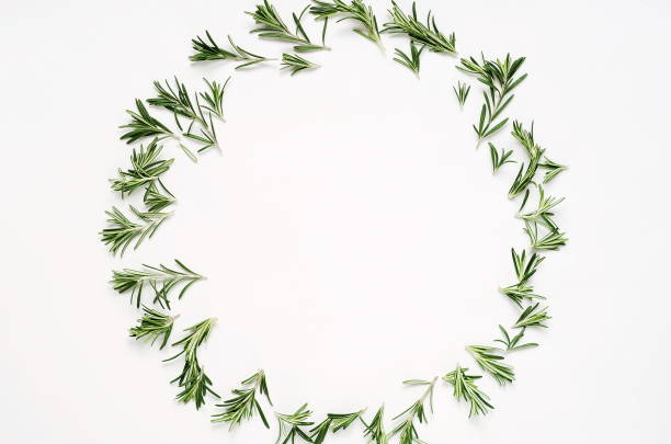 istock green leaf rosemary frame on white background. rosemary wreath 873310814