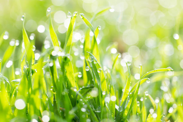 istock dew on the grass in nature 873310866