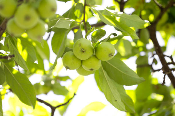 istock green apples on the tree in nature 873311084