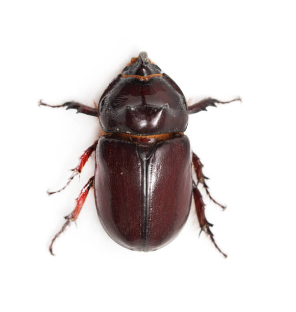 istock Rhinoceros beetle on a white background. macro 873311152