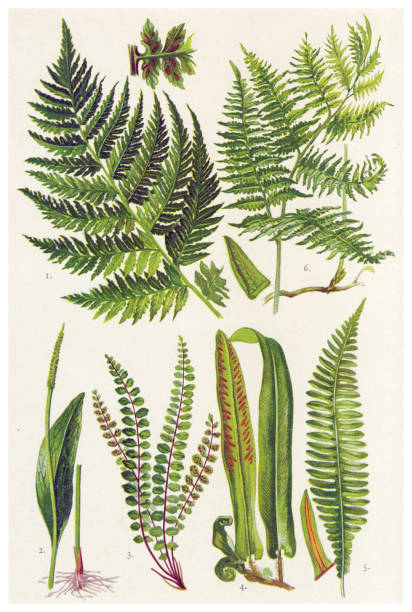 Medicinal and Herbal Plants Antique illustration of a Medicinal and Herbal Plants.  hand tinted stock illustrations