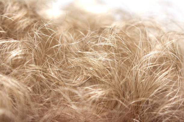 istock background of gray hair man. macro 873311354