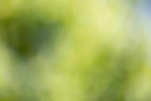 istock beautiful bokeh in nature 873311378