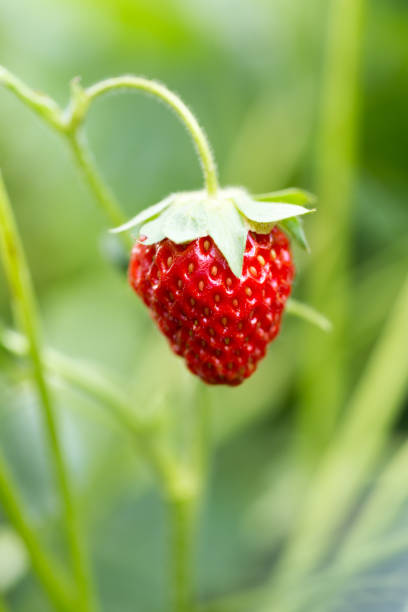istock strawberry in nature. macro 873311900