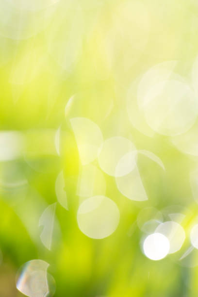 istock beautiful bokeh nature 873312550