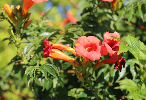 istock red pomegranate flowers in summer 873312802