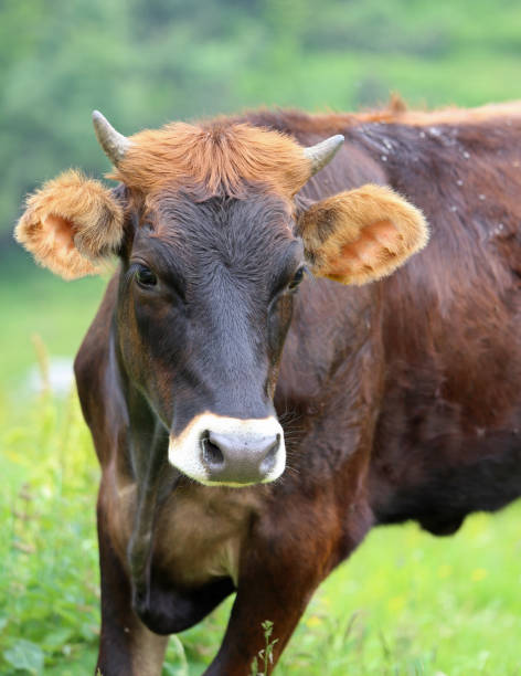 istock cow with two small horns on the head grazing in the mountains 873312854
