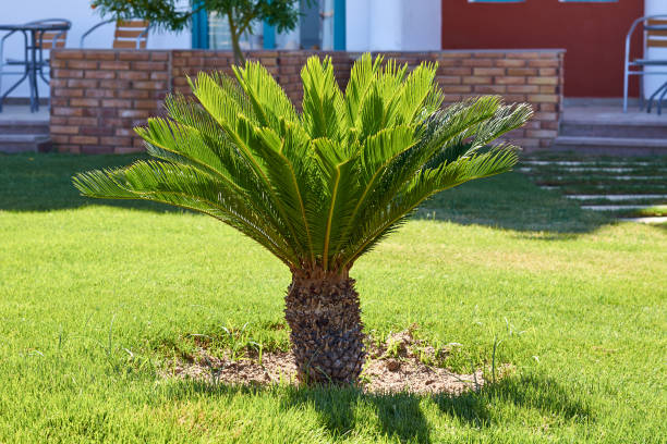 istock Palm Garden in front of house. Vacation 873312948