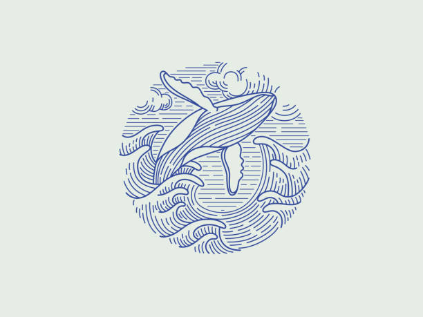 Breaching humpback whale Breaching humpback whale. Vector illustration whale stock illustrations