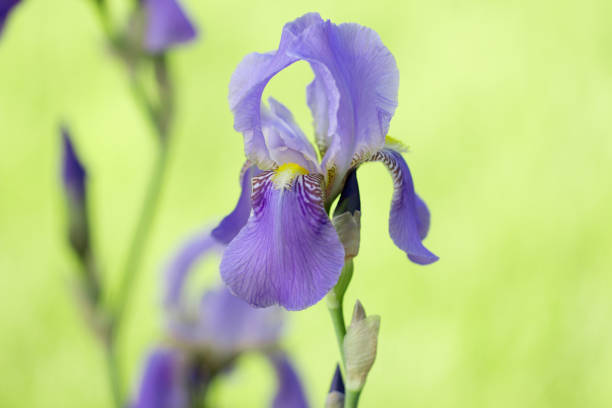 istock beautiful iris flower in nature 873313182