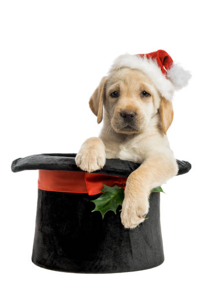istock A Yellow Labrador puppy in a Christmas Top Hat - 7 weeks old 873314268